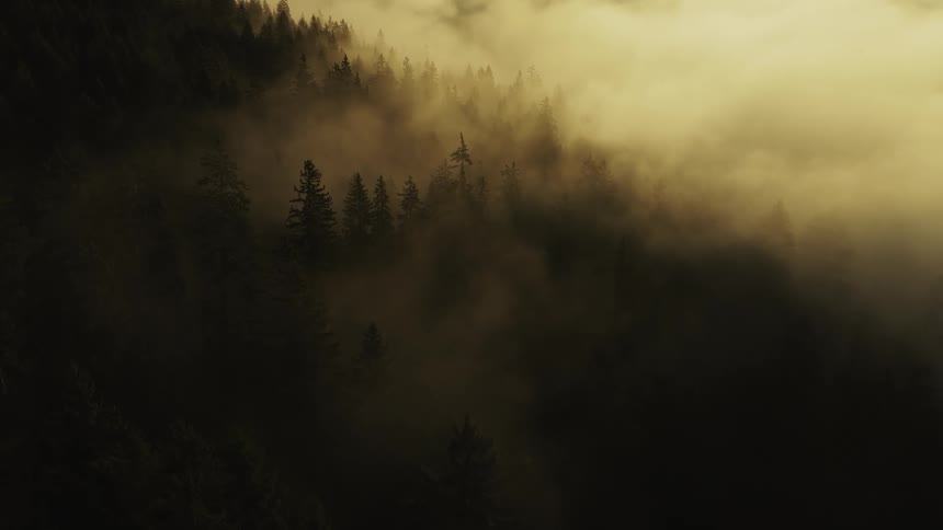 Mist covers the forest