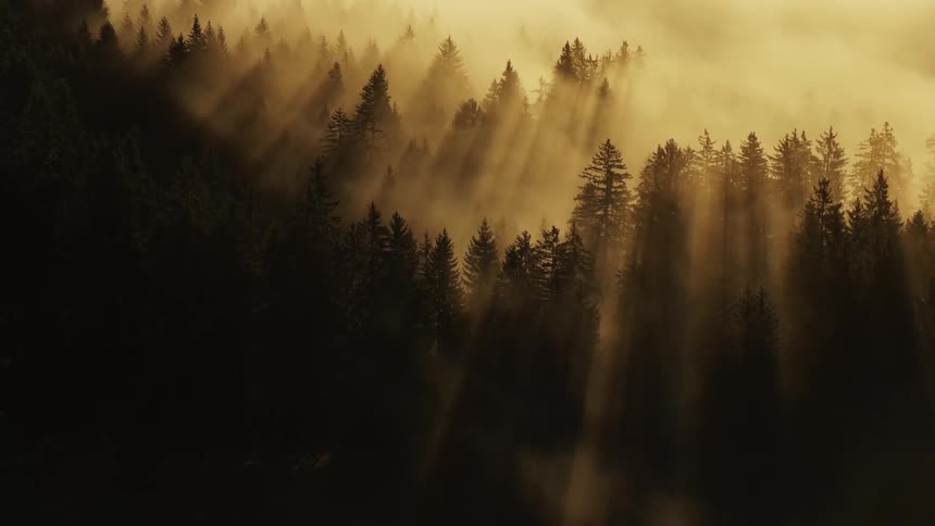 Sunrays piercing through the mist over a forest at dawn