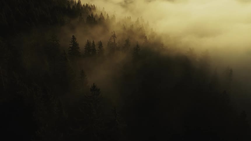 Forest covered in golden mist at dawn