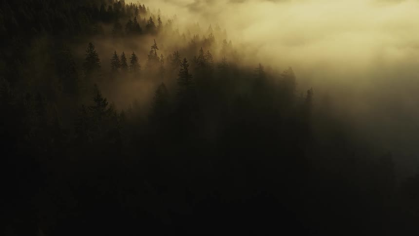 Mist covers the forest