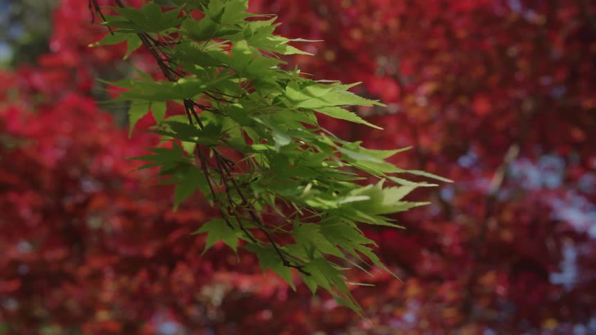A spray of bright green leaves hangs in front of deep red autumn foliage