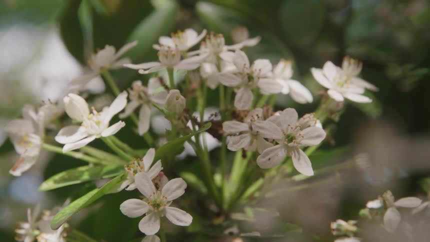 A cluster of white flowers