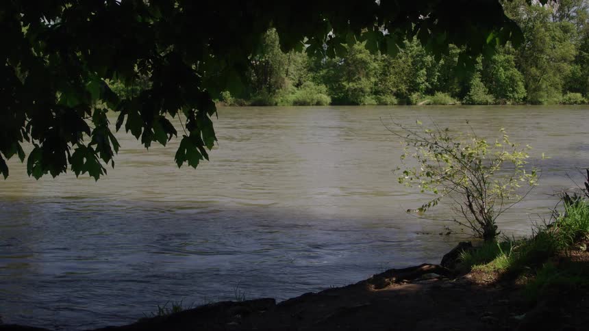 A wide shot frames a wide river with muddy brown water flowing past a dark riverbank highlighted by sunlit green trees and hanging dark leaves in the foreground