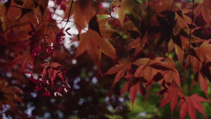 Red leaves on the trees