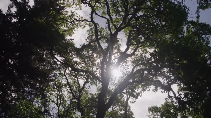 Sunlight filters through a tree
