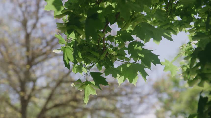Leaves sway in the breeze