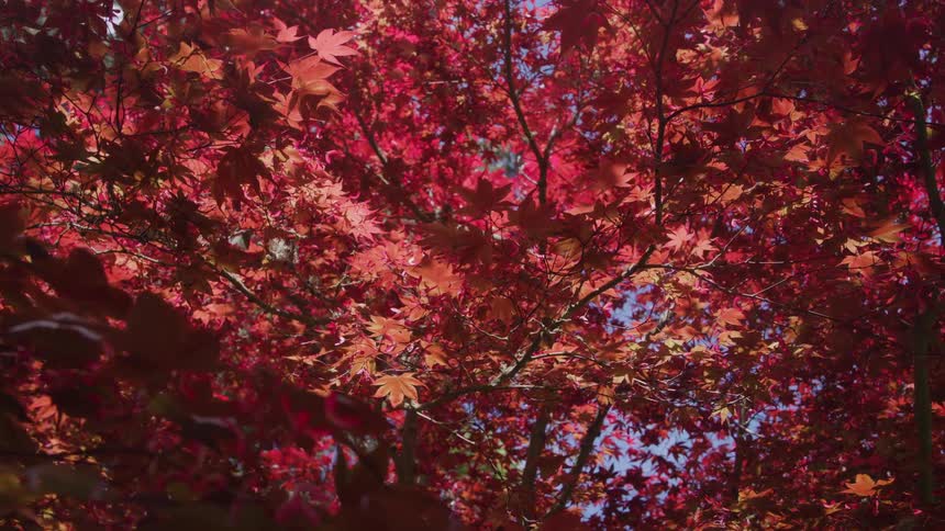 Maple foliage in vibrant red tones illuminated by sunlight