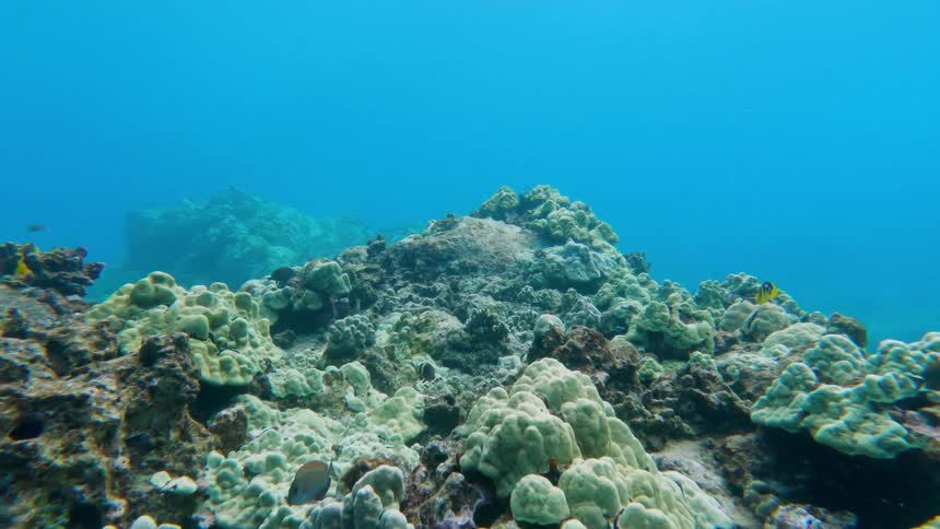 A large coral reef