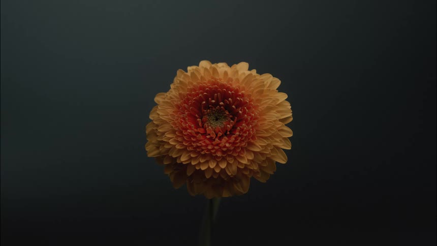 Orange flower in focus against a dark neutral background