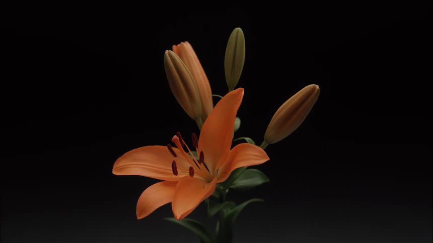 An orange lily flower with stamens visible and three unopened buds on the stem comes into sharp focus from a blur standing alone against a solid dark background