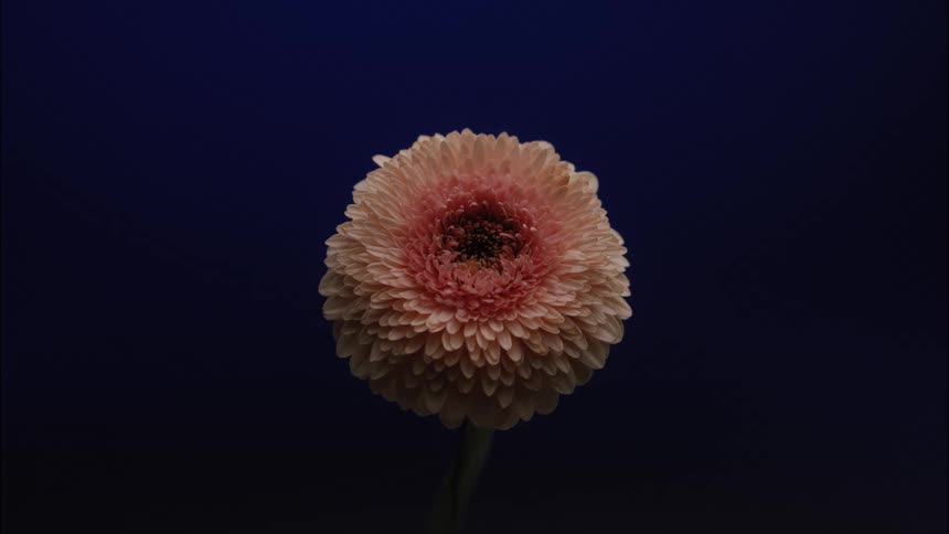 The video is an extreme closeup of a single pompomlike dahlia or mum flower in a pale peachypink color the flower is centered against a dark deep navy or midnight blue background