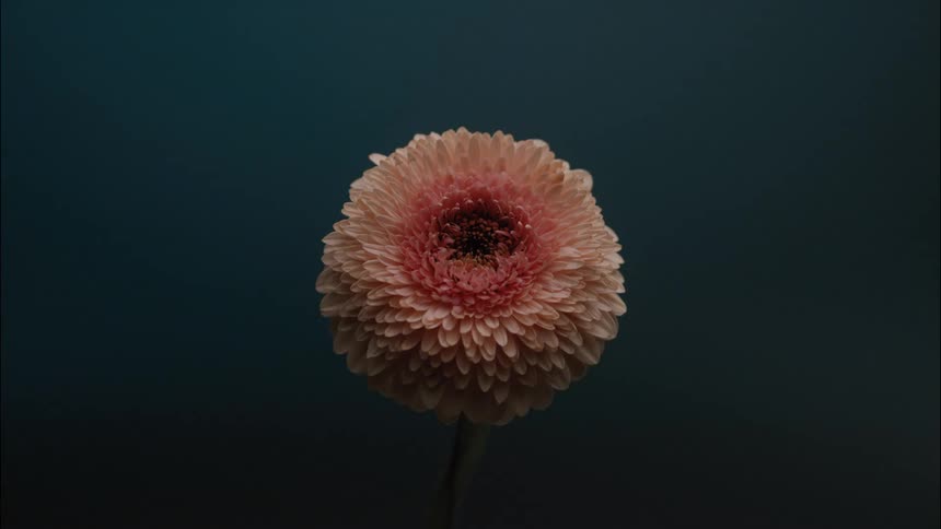 A beautiful close view shows a single pink daisy or chrysanthemum flower with a dark center slowly rotating its color from dark red to dark blue in the background