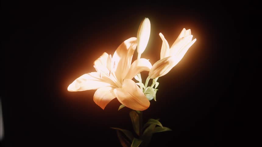 A softly lit orange lily blooms against a black background its petals glowing in a warm spotlight