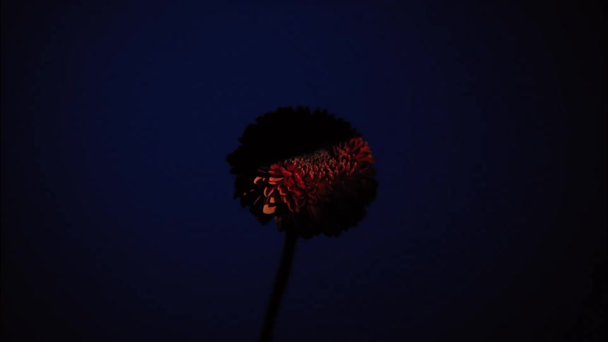 The video is a striking minimalist shot featuring the dark silhouette of a flower centered against a deep indigo or dark blue background a brief stylized lighting effect reveals a flash of warm orange and red light moving across the top of