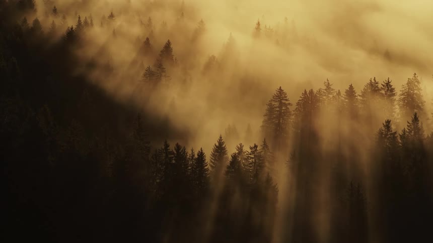Strong golden sun rays cut through heavy fog or mist and pierce the dark evergreen forest covering a mountain valley at sunrise