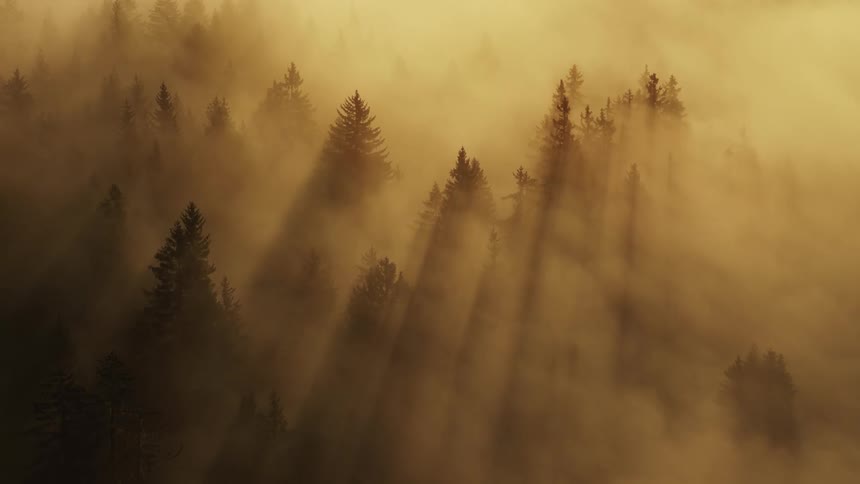 Mist covers the forest