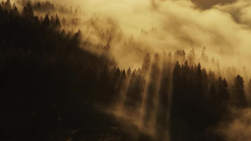 Mist covers the forest