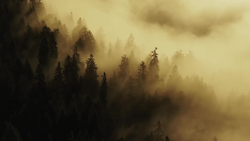 Dense forest filled with trees engulfed in thick fog