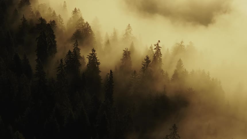 A dramatic aerial view shows dark green coniferous treetops rising through thick golden yellow fog with strong crepuscular rays of morning sunlight streaming down through the mist