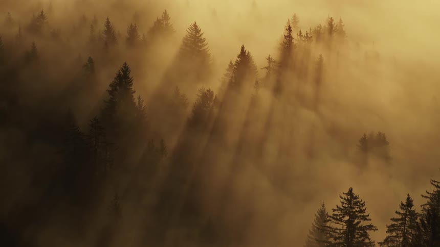 Mist covers the forest