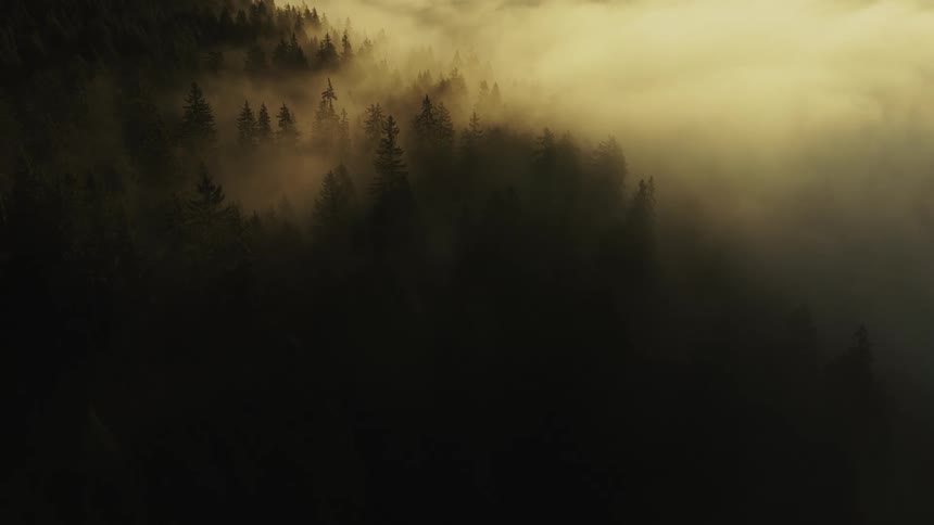 A dramatic aerial view shows dark green coniferous treetops rising through thick golden yellow fog with strong crepuscular rays of morning sunlight streaming down through the mist