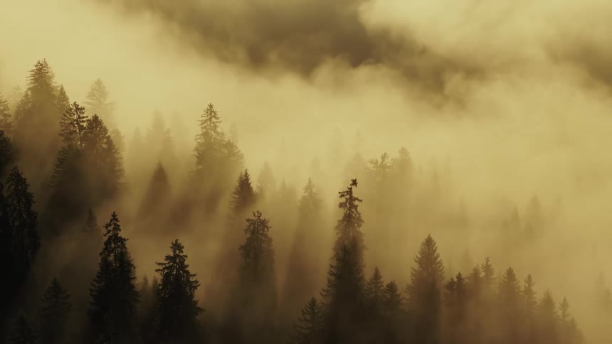 Mist covers the forest