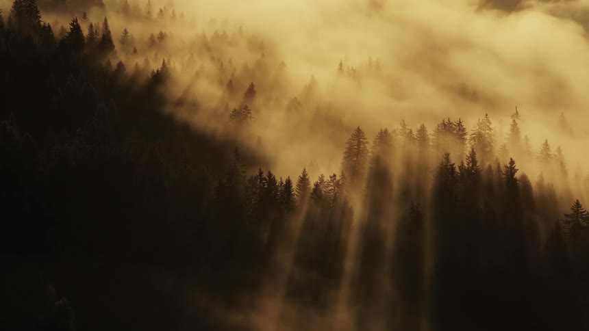 Sunlight beams cutting through a misty forest