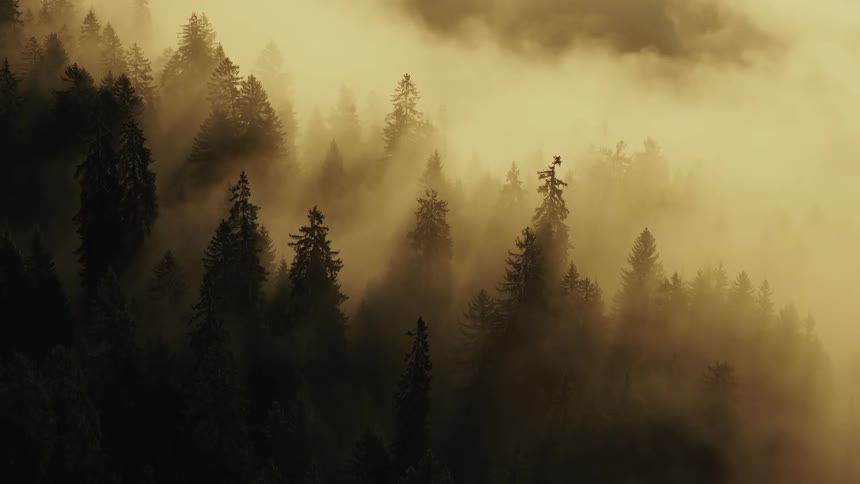 Coniferous forest shrouded in dense mist with filtered sunlight in the background