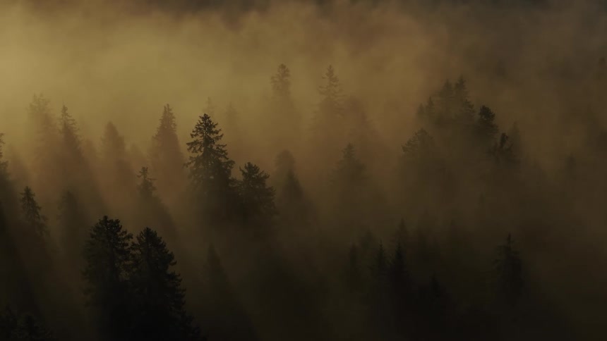 Mist covers the forest