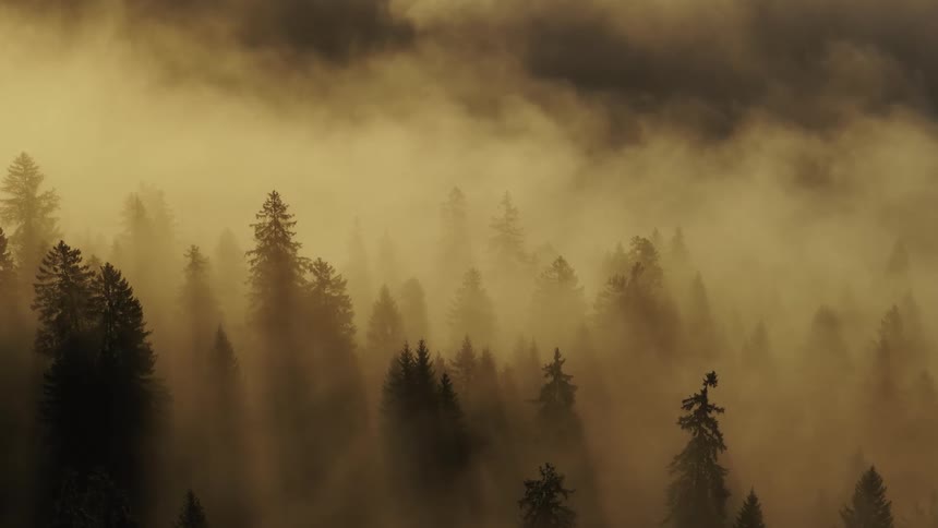 The video shows a dense forest of evergreen trees silhouetted against a thick layer of golden or sepiatoned fog or mist the overall atmosphere is moody and dramatic suggesting either sunrisesunset light or heavily filtered lighting