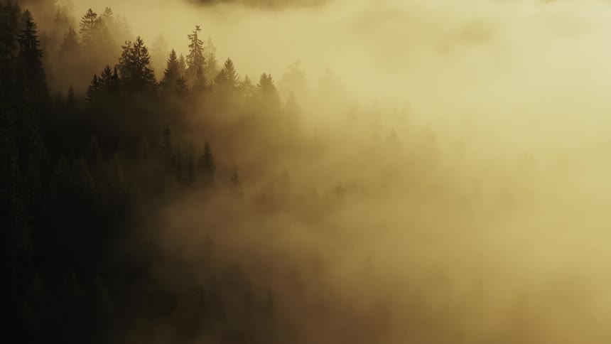 Tree tops emerging through golden mist at dawn