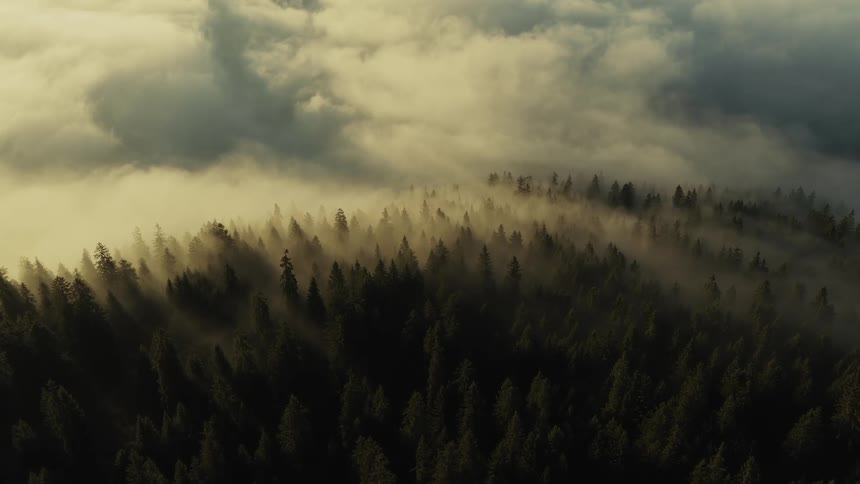 Mist flows over the trees