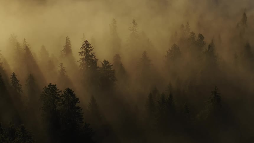 The video is an atmospheric slightly slowmotion shot of a forest with tall pine trees partially obscured by a dense goldenbrown mist or fog shafts of sunlight pierce through the haze giving the scene an eerie warm and mysterious glow