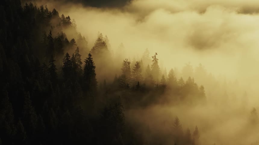 Dense fog obscures a conifer forest