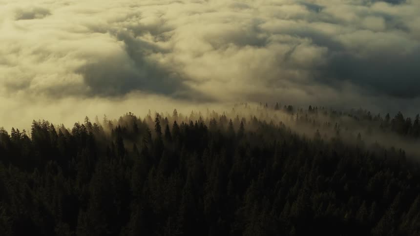 Low lying clouds partially obscure a conifer forest