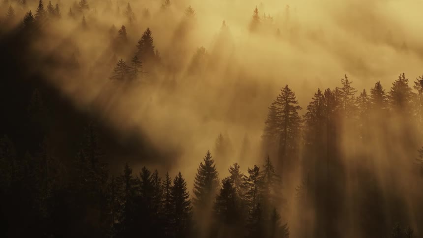 Sun rays piercing golden mist over a pine forest