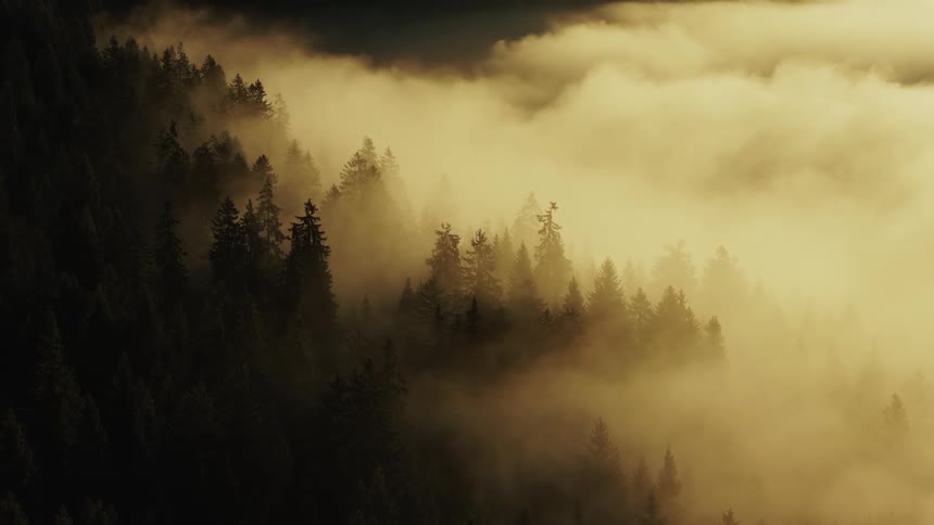 The smoke moves through the forest