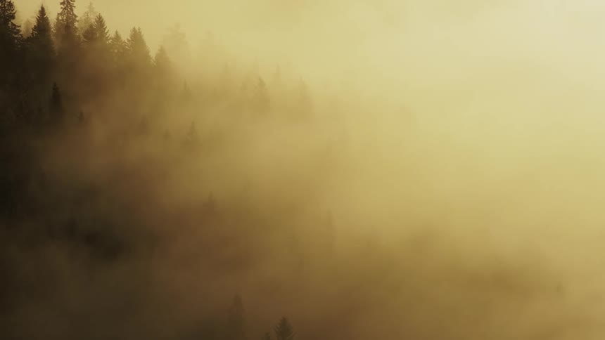 The forest is full of smoke