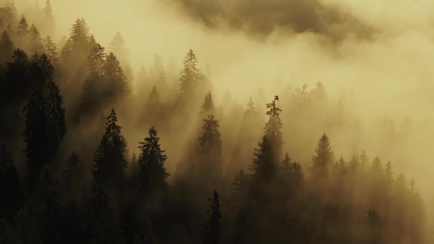 A camera shot shows a dense forest of evergreen trees shrouded in thick fog illuminated by a warm yellow ambient light