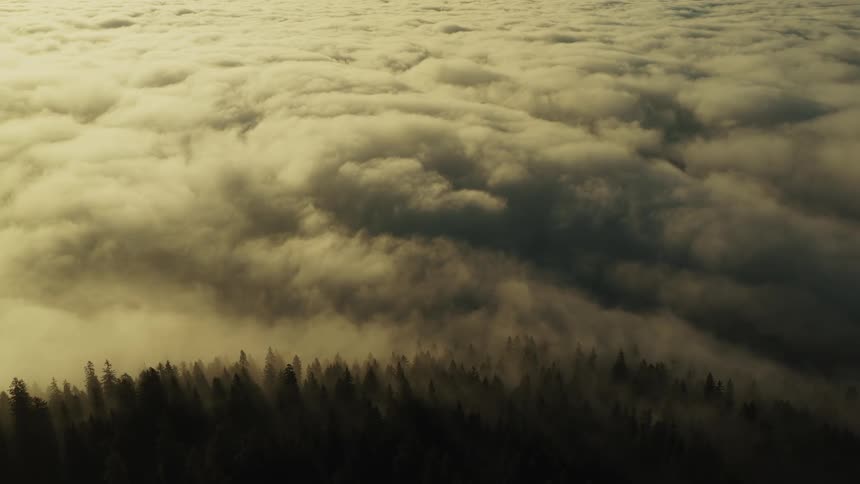 The video is an aerial view looking down upon a vast sea of goldenhued clouds or fog that stretches to the horizon in the foreground the dark treetops of an evergreen forest are visible poking out from below the dense cloud cover