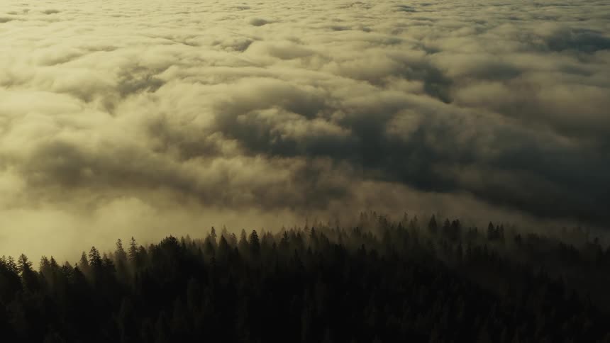 Aerial view of pine trees emerging through golden fog