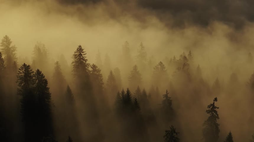 Mist covers the forest