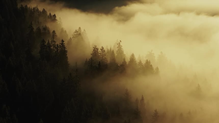 Mist covers the forest