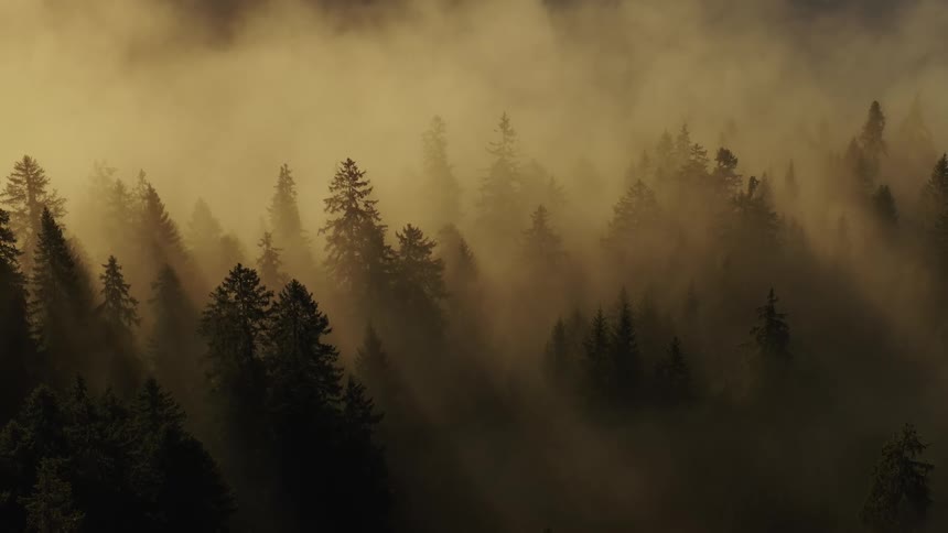 Aerial view of sunlight streams through trees in a foggy forest