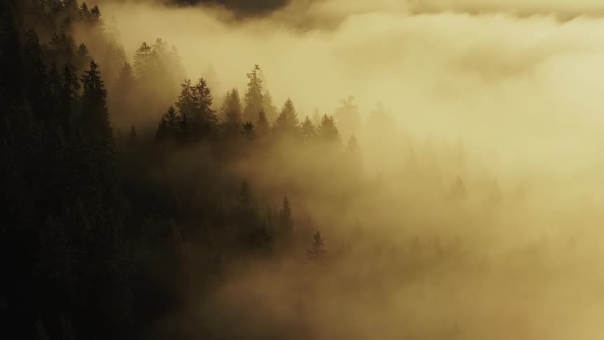 Mist covers the forest