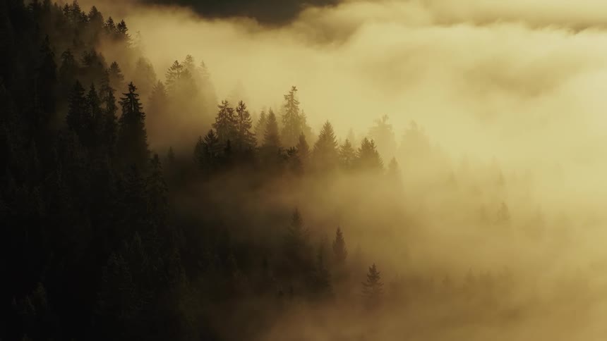 Mist covers the forest