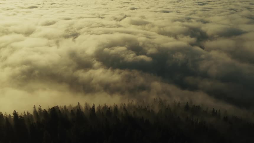 Thick clouds hang over the forest