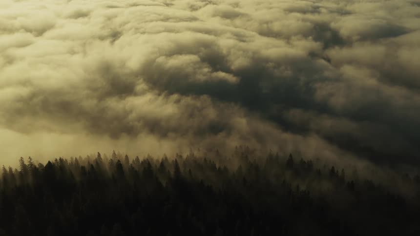 A low blanket of clouds or smoke drifts over a dark conifer forest