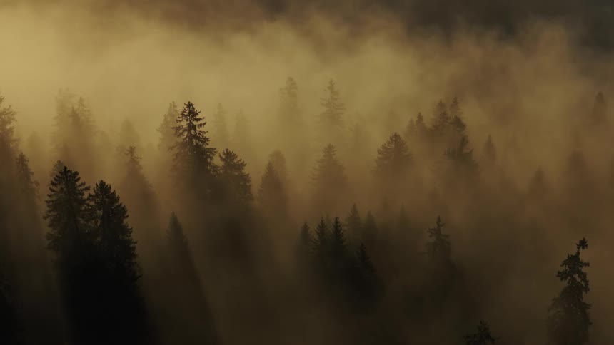 A golden fog drifts through a dense conifer forest as sunbeams stream diagonally between the trees
