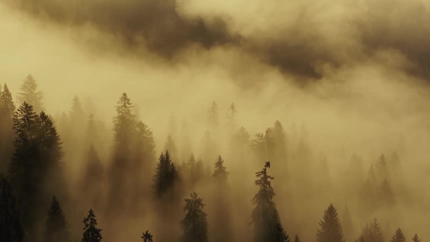 Mist covers the forest